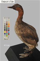 藏品(小鸊鷉)的圖片